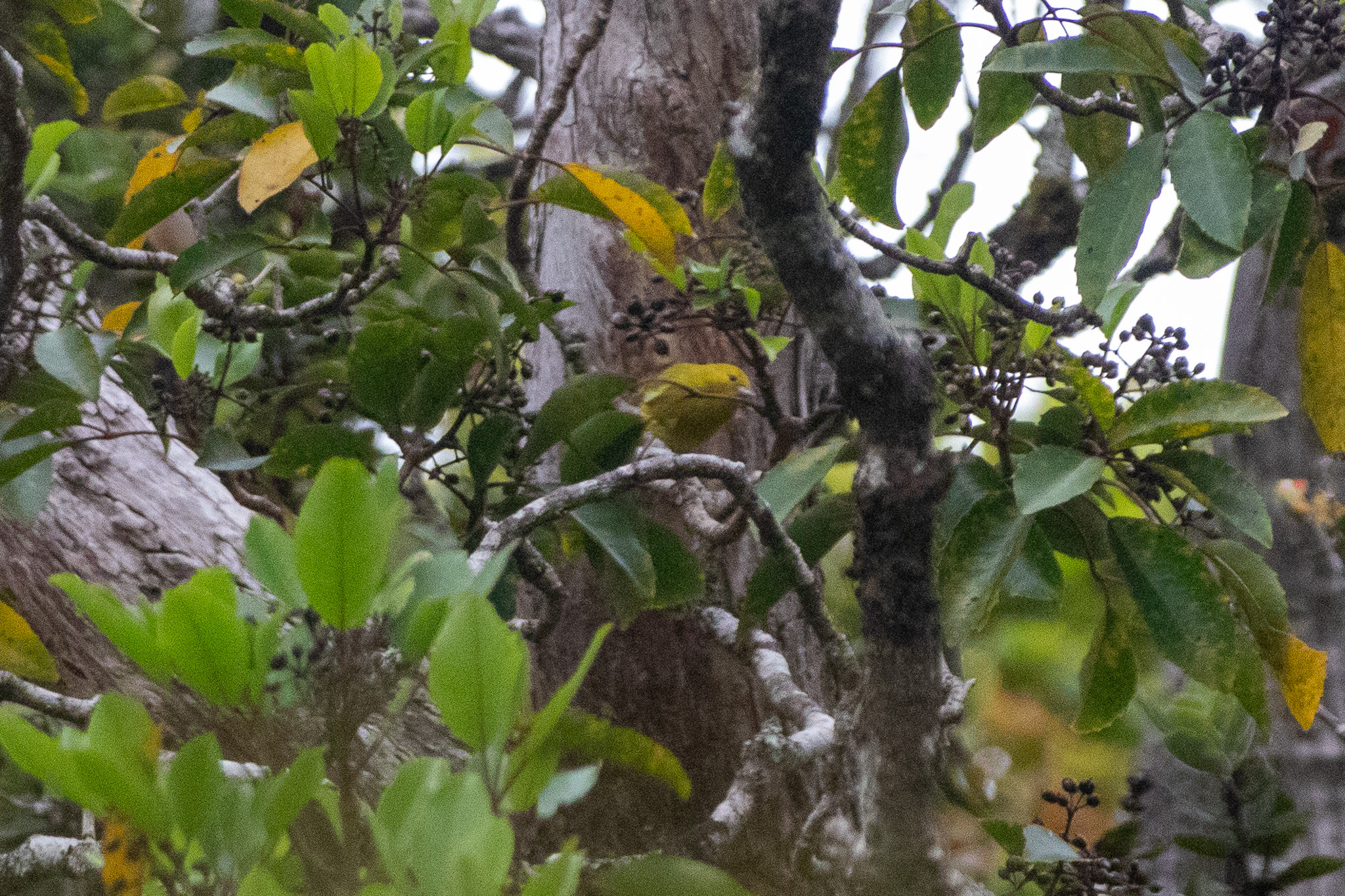 Anianiau (Magumma parva), photo 4