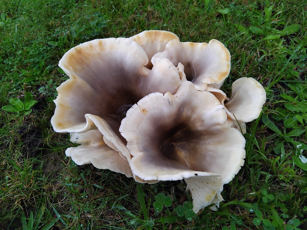 Omphalotus nidiformis · May 2025 · photo: © sofiazed1 (iNaturalist, cc-by)