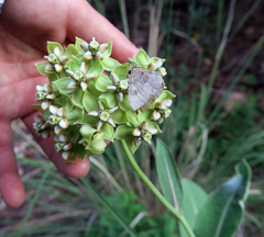Asclepias elata
