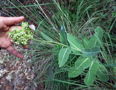 Asclepias elata