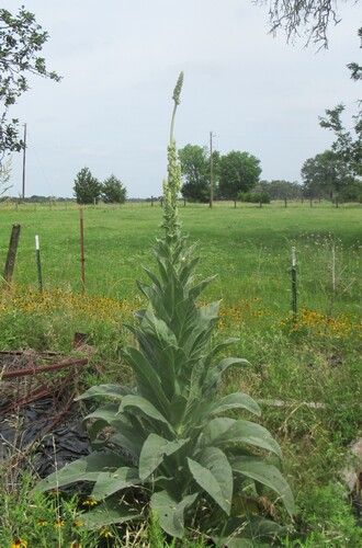 Verbascum thapsus — photo 3