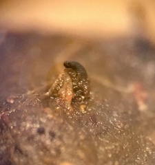 Podospora pleiospora