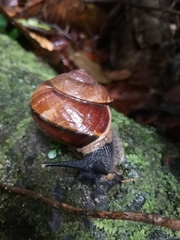 Exrhysota brookei