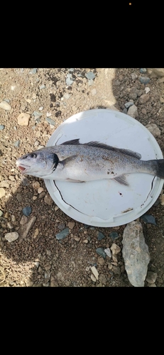 Bearded umbrine (Umbrina cirrosa) — Sciaenidae — 4