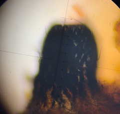 Podospora pleiospora