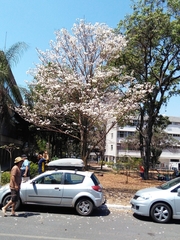 Tabebuia roseoalba