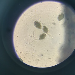 Podospora pleiospora