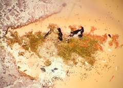 Podospora pleiospora