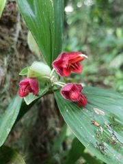 Aeschynanthus