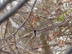 Cercotrichas quadrivirgata