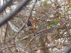 Cercotrichas quadrivirgata