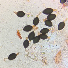 Podospora pleiospora