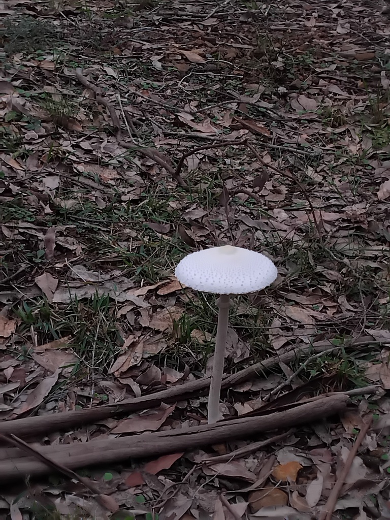 Macrolepiota dolichaula · May 2025 · photo: © sofiazed1 (iNaturalist, cc-by)