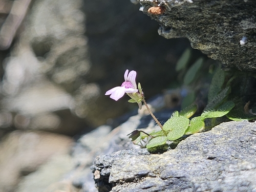 Toadflax (Cymbalaria aequitriloba)