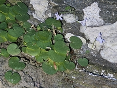 Cymbalaria aequitriloba, photograph (c) Alessia Guggisberg, some rights reserved (CC BY-SA)