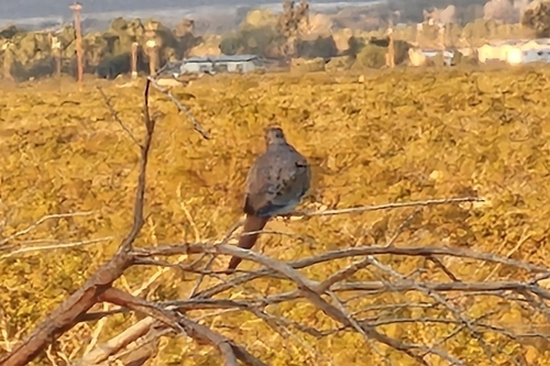 Western Mourning Dove photographed in Nevada