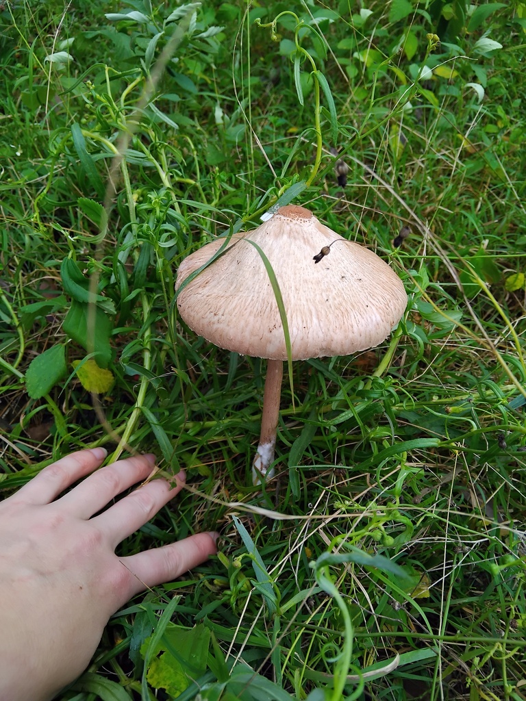 Macrolepiota clelandii · May 2025 · photo: © sofiazed1 (iNaturalist, cc-by)