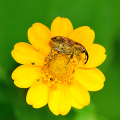 Pseudocentrinus ochraceus