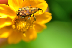 Pseudocentrinus ochraceus