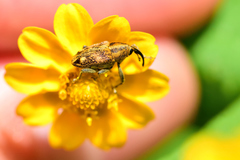 Pseudocentrinus ochraceus