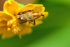 Pseudocentrinus ochraceus