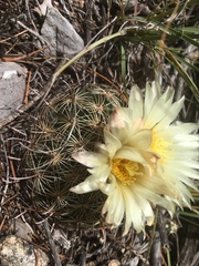 Coryphantha delicata