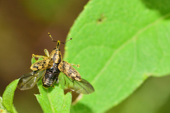 Pseudocentrinus ochraceus