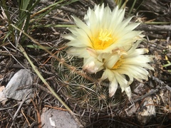 Coryphantha delicata