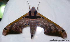 Adhemarius sexoculata