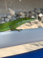 Maynard's Anole photo 3