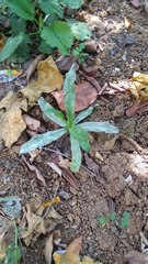Eryngium foetidum