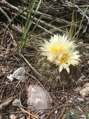 Coryphantha delicata