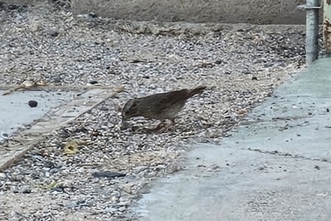 Song Sparrow photographed in Nevada