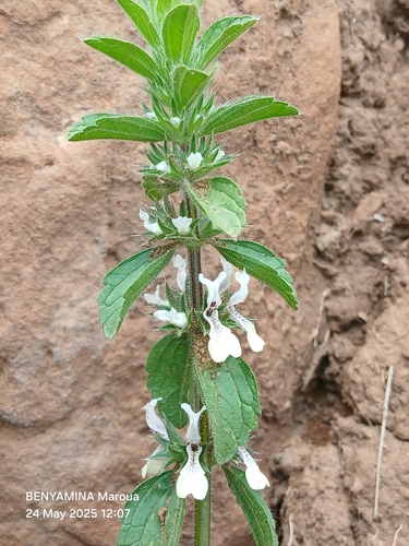 Italian Woundwort