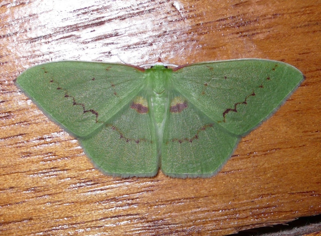 Rhodochlora basicostalis