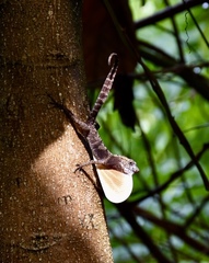 Anolis allogus