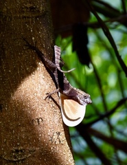 Anolis allogus