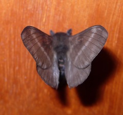 Hylesia bouvereti