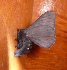 Hylesia bouvereti