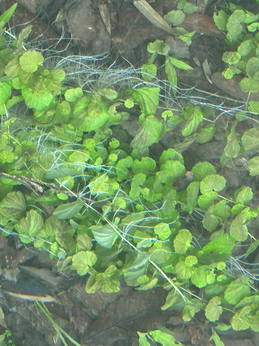 Cardamine lyrata, photograph 3