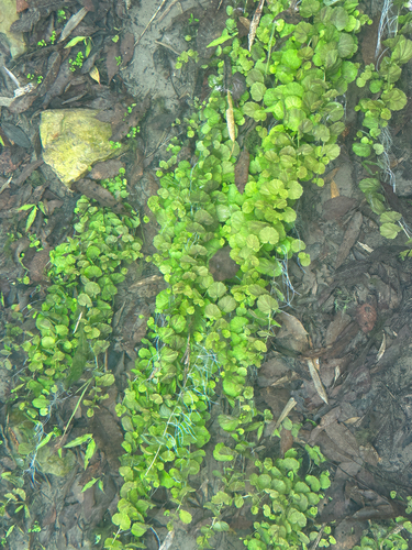 Chinese Ivy (Cardamine lyrata)