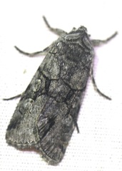 Sympistis chionanthi