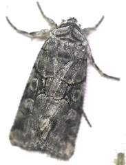 Sympistis chionanthi