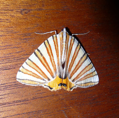 Pityeja histrionaria