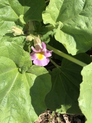 Proboscidea louisianica