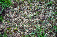 Riccia spongiosula