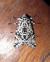 Lichnoptera moesta