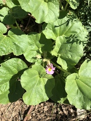 Proboscidea louisianica