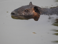 Myocastor coypus