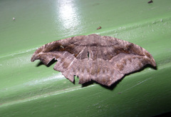 Oxydia scriptipennaria